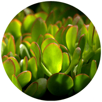 Jade Plant (Crassula Ovata)