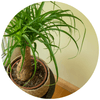 Ponytail Palm (Beaucarnea Recurvata) - Plantila