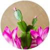 Christmas Cactus (Schlumbergera) - Plantila