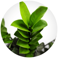 ZZ Plant (Zamioculcas Zamiifolia)