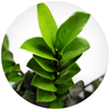 ZZ Plant (Zamioculcas Zamiifolia) - Plantila