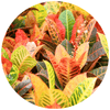 Croton (Codiaeum) - Plantila