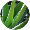 Aloe Vera - Plantila