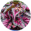 Begonia Rex - Plantila