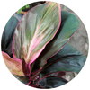 Cordyline Fruticosa  'Kiwi' - Plantila