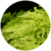 Asparagus Fern (Setaceus) - Plantila