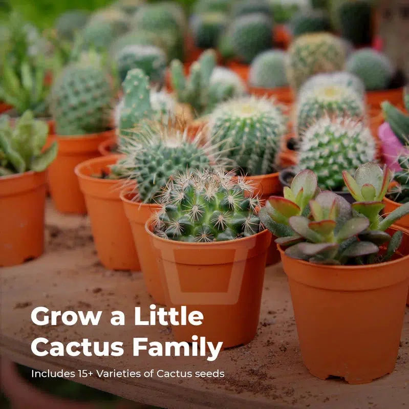 Grow Your Own Cactus Starter Kit - Plantila