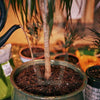 House Plant Invigorator - Plantila