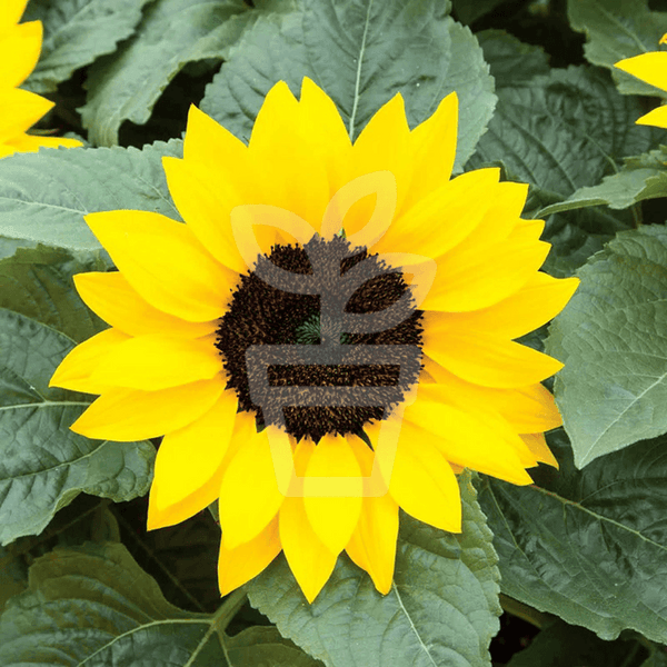 Helianthus Sunsation (Miniature Sunflower)