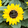 Helianthus Sunsation (Miniature Sunflower) - Plantila