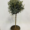Olea Europaea Olive Tree 3ft - Plantila