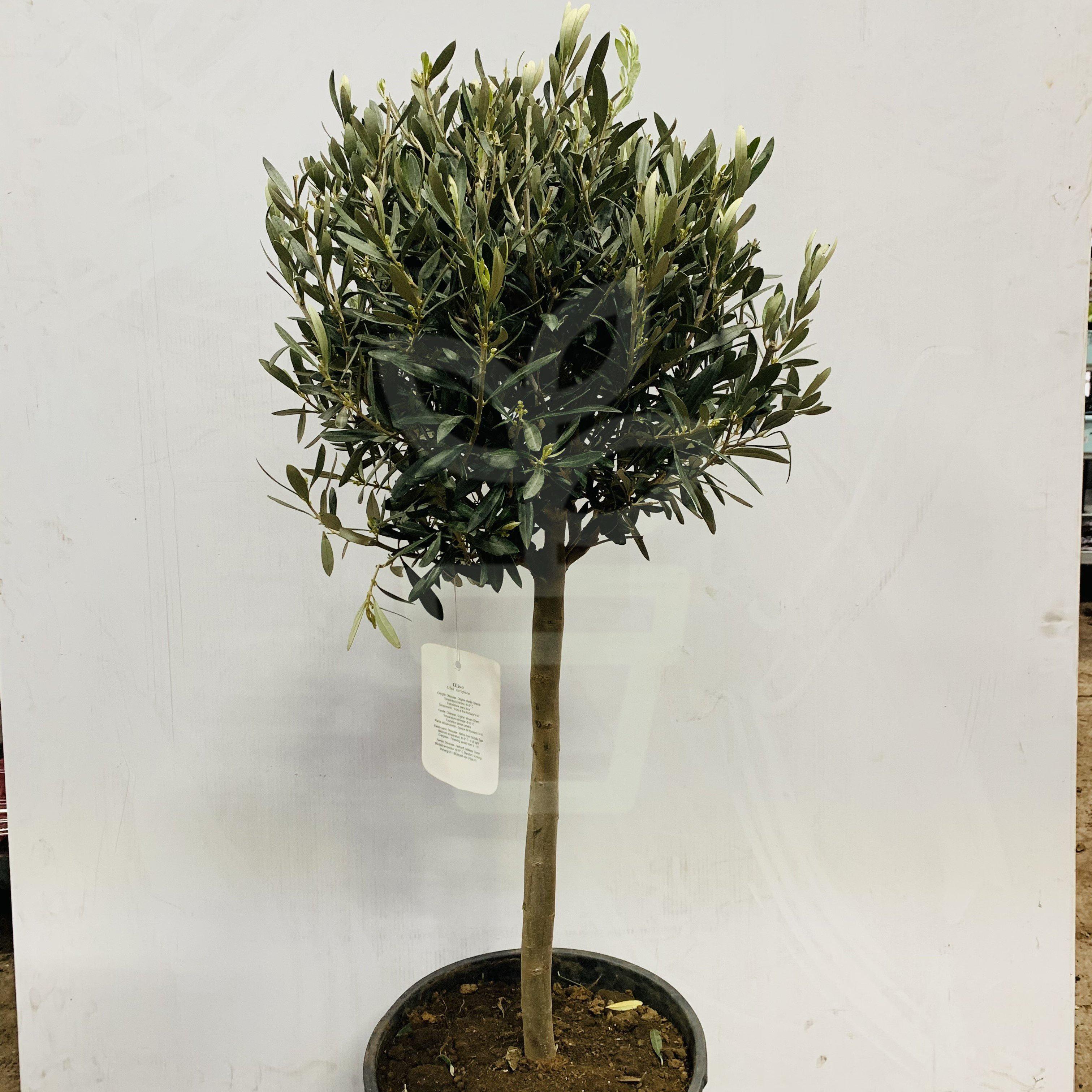 Olea Europaea Olive Tree 3ft - Plantila
