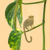 Plant Animal Tamarin - Plantila