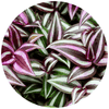 Tradescantia (Inch Plant) - Plantila