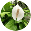 Peace Lily (Spathiphyllum) - Plantila