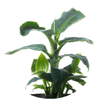 Banana Plant (Musa) - Plantila