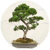 Bonsai Tree - Plantila