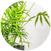 Parlour Palm (Chamaedorea) - Plantila