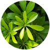 Umbrella Plant (Schefflera) - Plantila