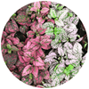 Hypoestes (Polka Dot Plant) - Plantila
