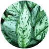 Aglaonema (Chinese Evergreen) - Plantila