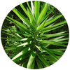Yucca - Plantila