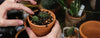 How to choose the right potting compost for your plants - Plantila