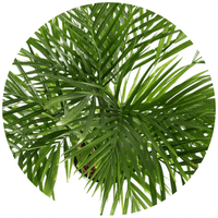 Areca Palm (Dypsis Lutescens)