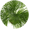 Areca Palm (Dypsis Lutescens) - Plantila