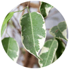 Weeping Fig (Ficus Benjaminia) - Plantila