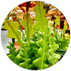 Fishbone Cactus (Epiphyllum Anguliger) - Plantila