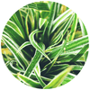 Spider Plant (Chlorophytum Comosum) - Plantila