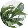 Staghorn Fern (Platycerium Bifurcatum) - Plantila