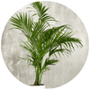 Kentia Palm (Howea Forsteriana) - Plantila