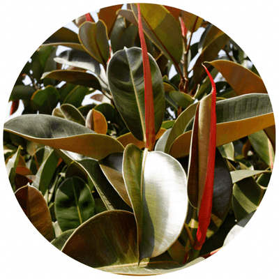 Rubber Plant (Ficus Elastica)
