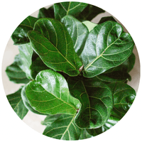 Fiddle Leaf Fig (Ficus Lyrata)