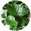 Fiddle Leaf Fig (Ficus Lyrata) - Plantila