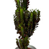Load image into Gallery viewer, African Milk Cactus &#39;Euphorbia Trigona&#39;