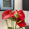 Anthurium Red 'Laceleaf' in Pot - Plantila