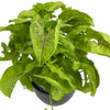 Arrowhead Plant 'Syngonium'