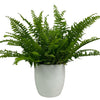 Load image into Gallery viewer, Boston Fern &#39;Nephrolepis Exaltata&#39;