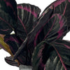 Load image into Gallery viewer, Calathea Roseopicta &#39;Surprise Star&#39;
