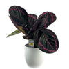 Load image into Gallery viewer, Calathea Roseopicta &#39;Surprise Star&#39;