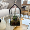 Mini Glasshouse with Haworthia - Plantila