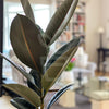 Rubber Plant 'Ficus Elastica' - Plantila