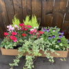 Small Autumn Refresh Box (Save £2.50) - Plantila