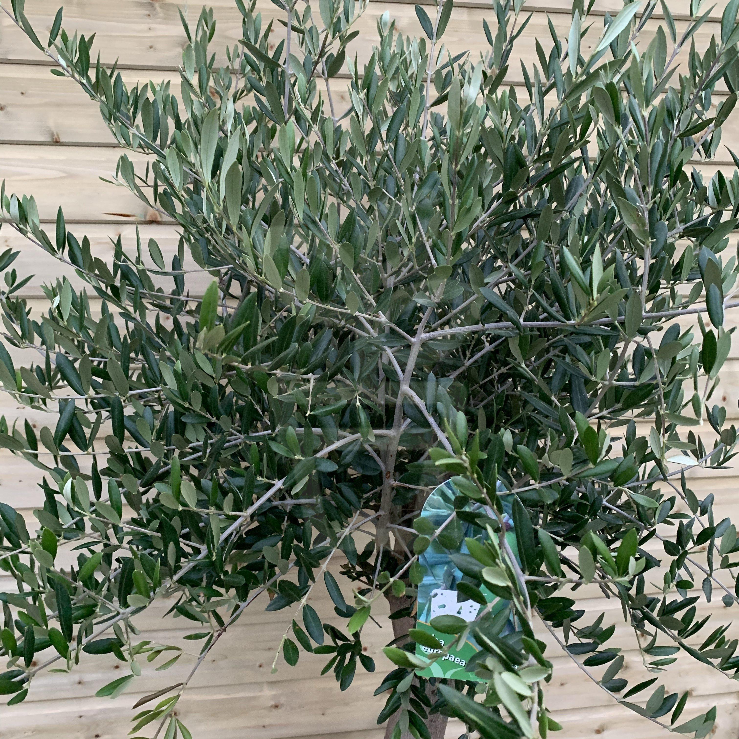XL Olive Tree - Plantila