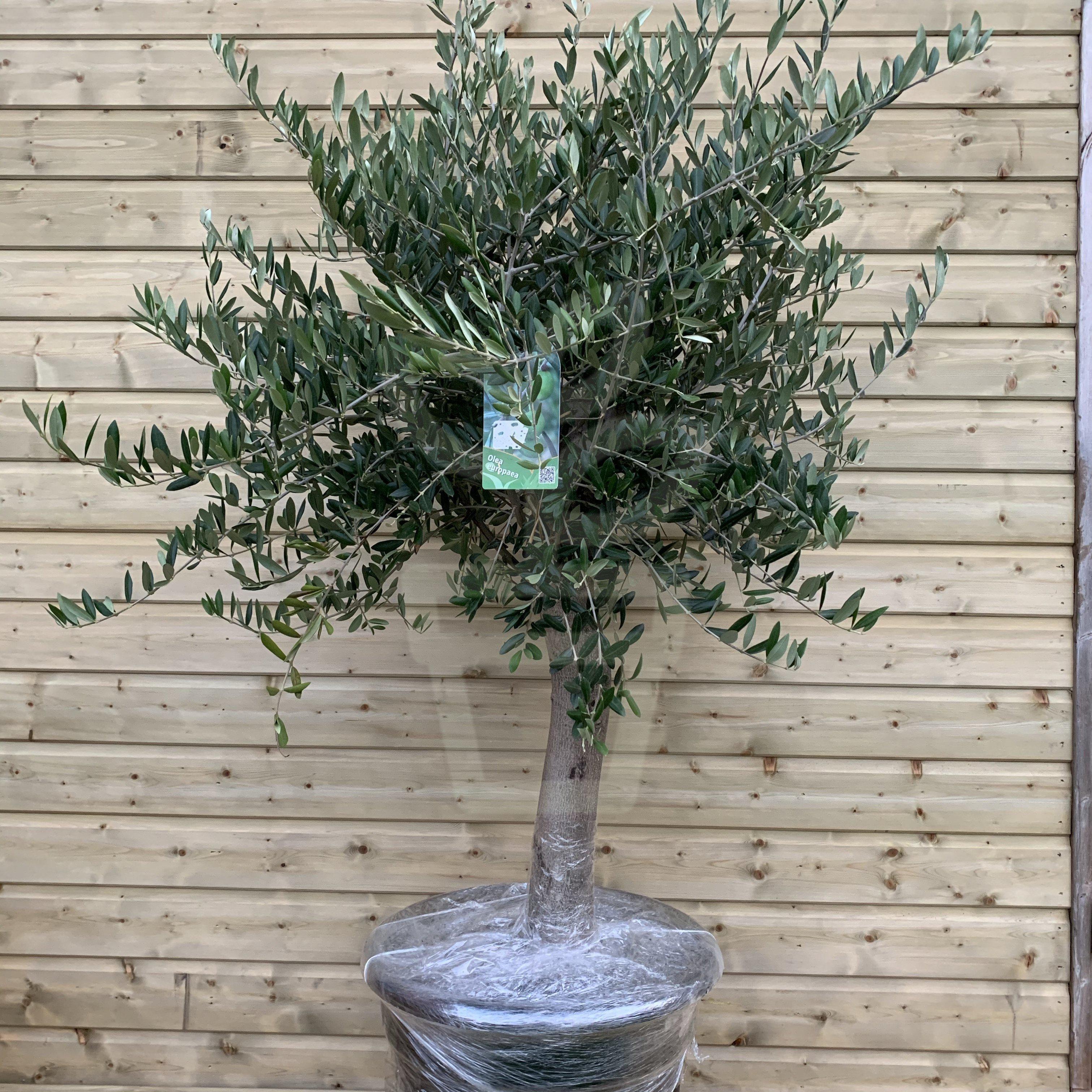 XL Olive Tree - Plantila