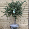 Load image into Gallery viewer, XL Olive Tree - Plantila