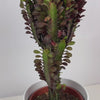 Load and play video in Gallery viewer, African Milk Cactus &#39;Euphorbia Trigona&#39;